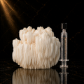 Bears head (Hericium americanum)