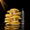 Golden Oyster (pleurotus citrinopileatus)